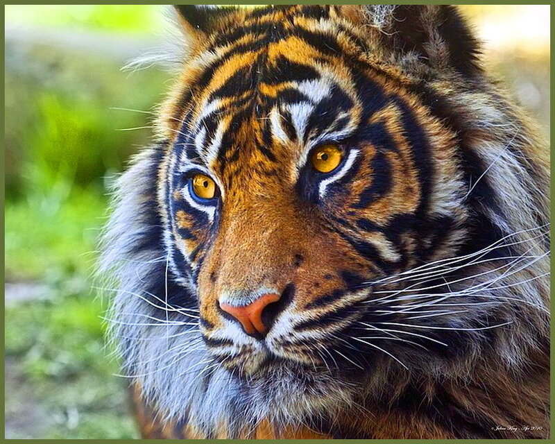 Tiger Face Close-up — Orange, Intense, Afternoon