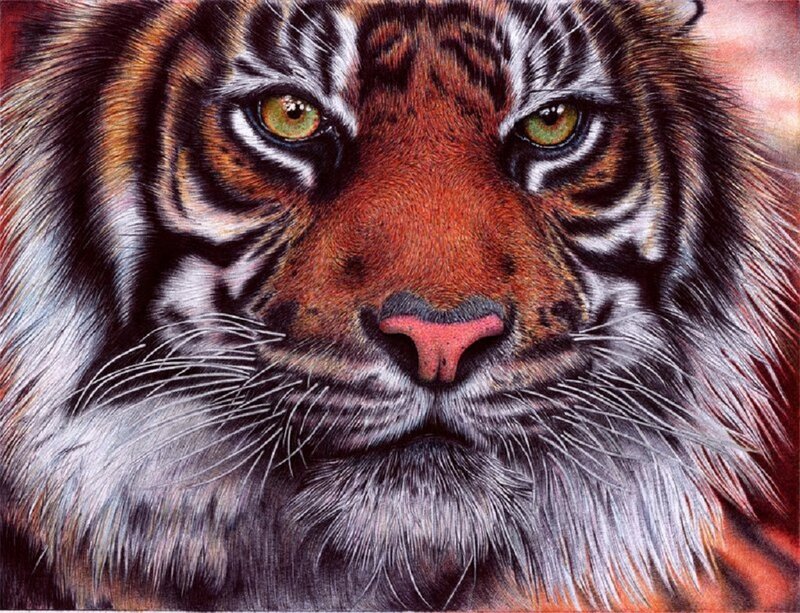 Tiger Face Close-up — Orange, Intense, Illustration