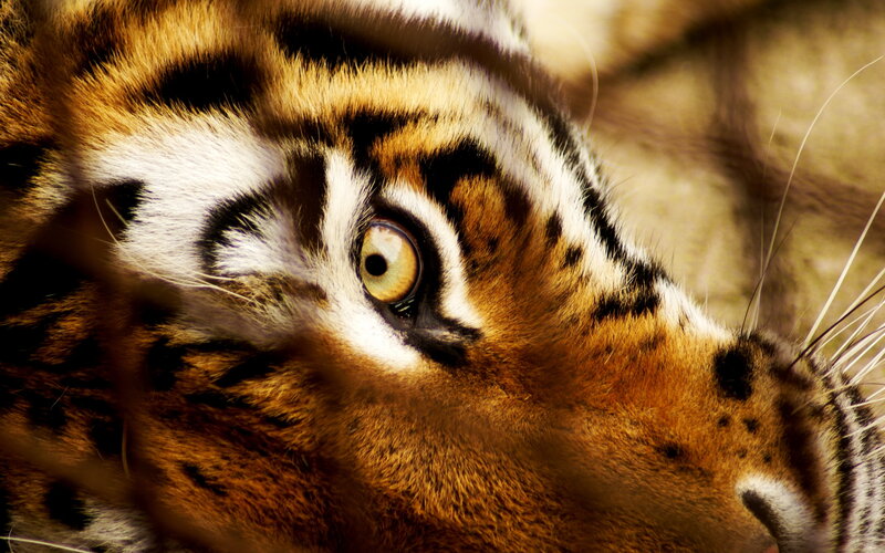 Tiger Face Close-up — Orange, Intense, Photograph, Eye