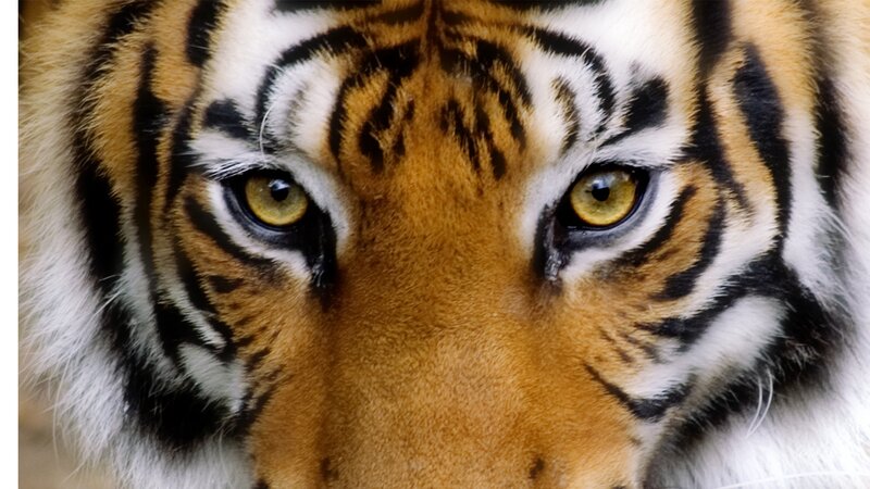 Tiger Face Close-up — Orange, Intense, Photograph, Eyes, Stripes, Fur