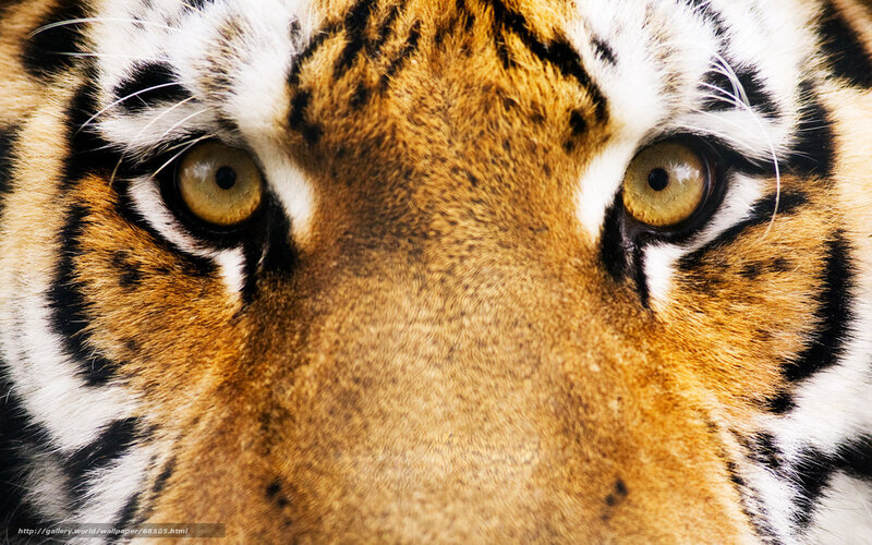 Tiger Face Close-up — Orange, Intense, Photograph, Eyes, Stripes