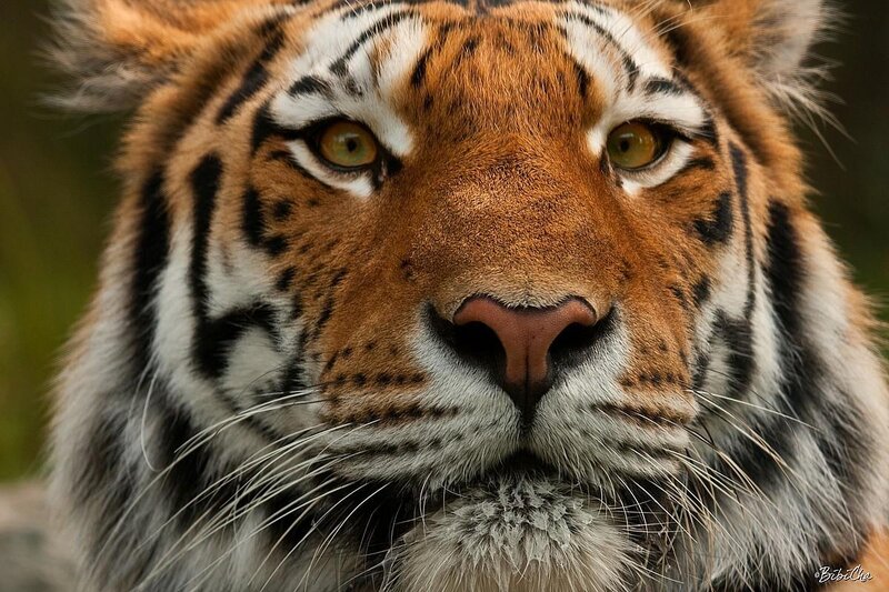 Tiger Face Close-up — Orange, Intense, Photograph, Eyes