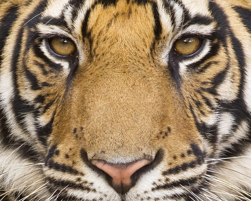 Tiger Face Close-up — Orange, Intense, Photograph, Eyes, Whiskers, Stripes