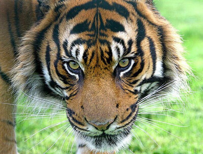 Tiger Face Close-up — Orange, Intense, Photograph, Grass