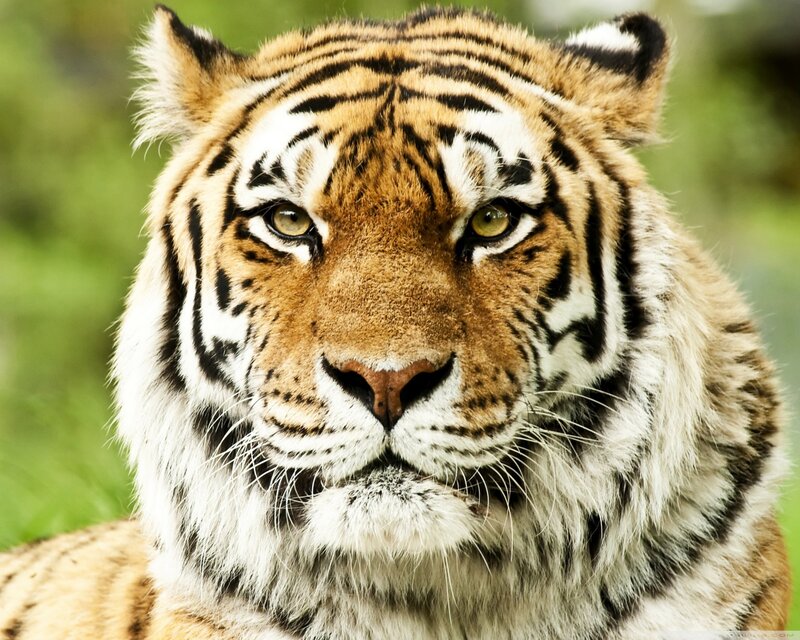Tiger Face Close-up — Orange, Intense, Photograph, Green Foliage