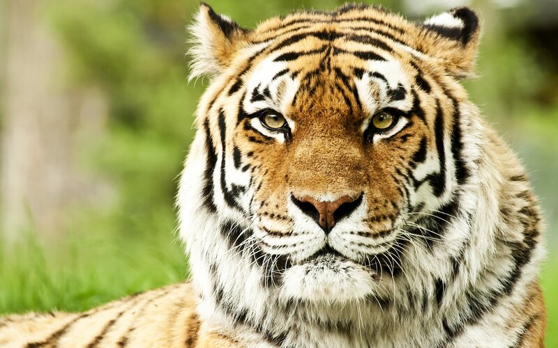 Tiger Face Close-up — Orange, Intense, Photograph, Green Grass, Forest