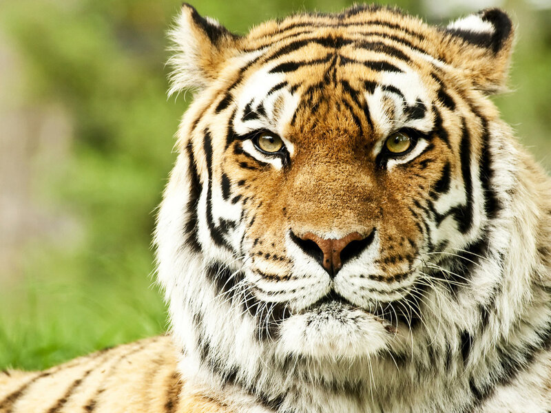Tiger Face Close-up — Orange, Intense, Photograph, Green Grass