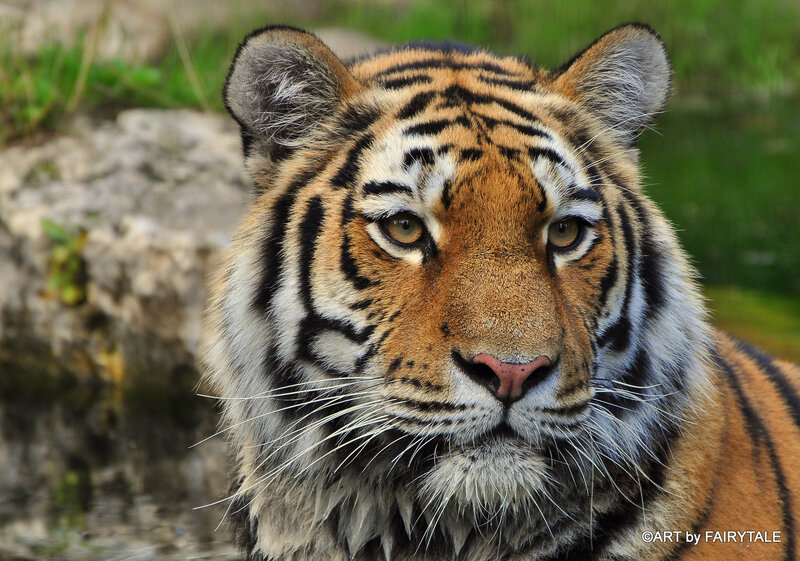 Tiger Face Close-up — Orange, Intense, Photograph, Rock