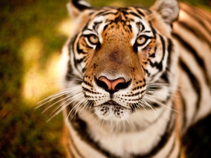 Tiger Face Close-up — Orange, Intense, Photograph, Stripes