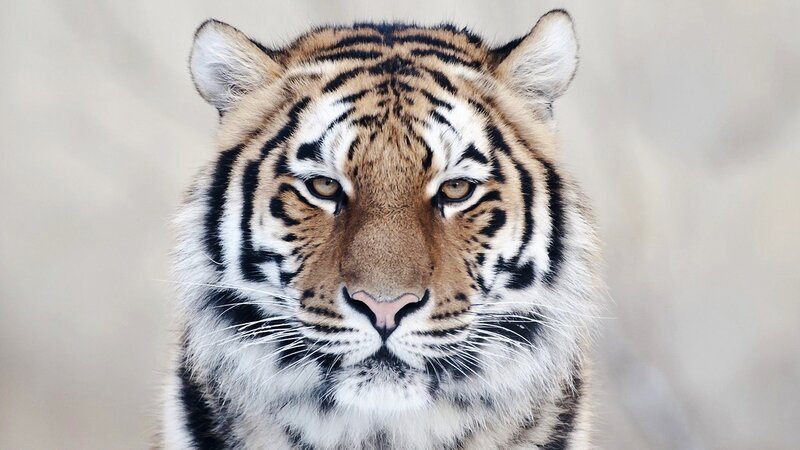 Tiger Face Close-up — Orange, Intense, Photograph, Stripes, Whiskers, Eyes