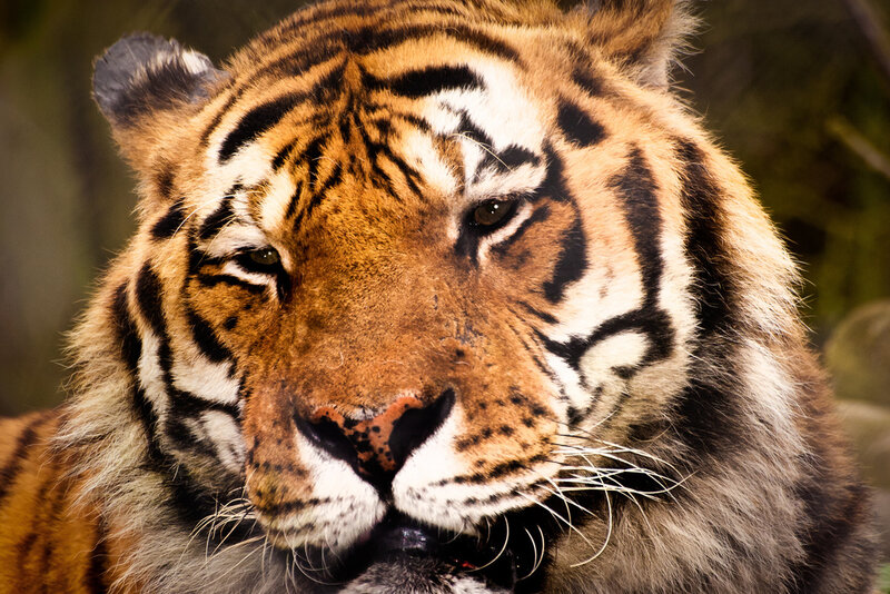 Tiger Face Close-up — Orange, Intense, Photograph, Stripes, Whiskers