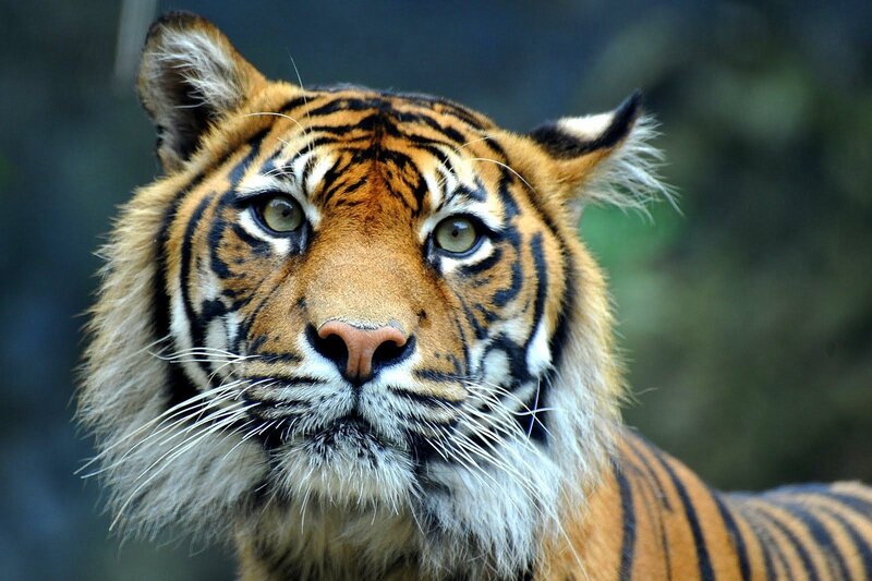 Tiger Face Close-up — Orange, Intense, Photograph