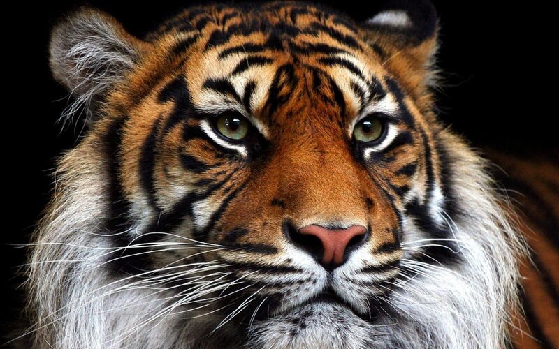 Tiger Face Close-up — Orange, Intense, Photograph, Whiskers, Eyes, Stripes