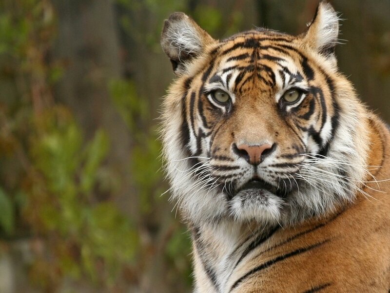 Tiger Face Close-up — Orange, Intense, Photograph, Whiskers, Forest
