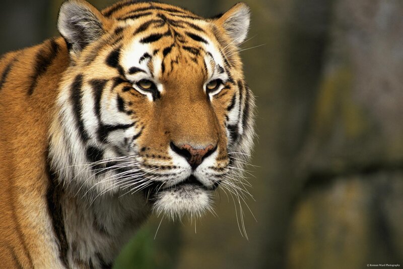 Tiger Face Close-up — Orange, Intense, Photograph, Whiskers, Stripes, Forest, Black