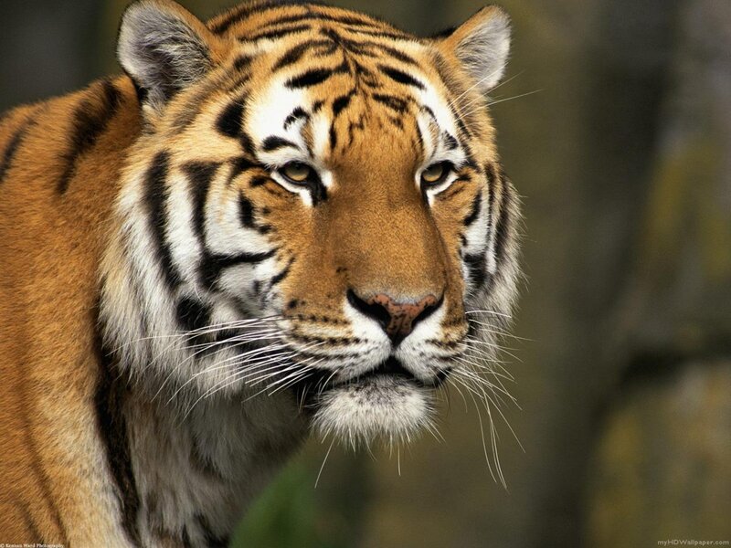 Tiger Face Close-up — Orange, Intense, Photograph, Whiskers, Stripes, Forest, Black, White
