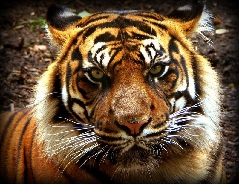 Tiger Face Close-up — Orange, Intense, Photograph, Whiskers
