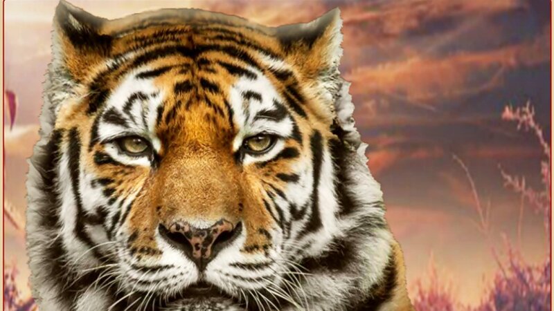 Tiger Face Close-up — Orange, Intense, Sunset