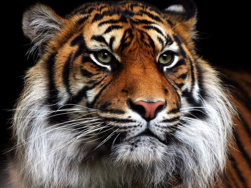 Tiger Face Close-up — Orange, Intense