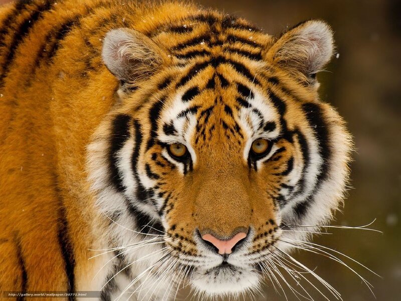 Tiger Face Close-up — Orange, Intense, Winter