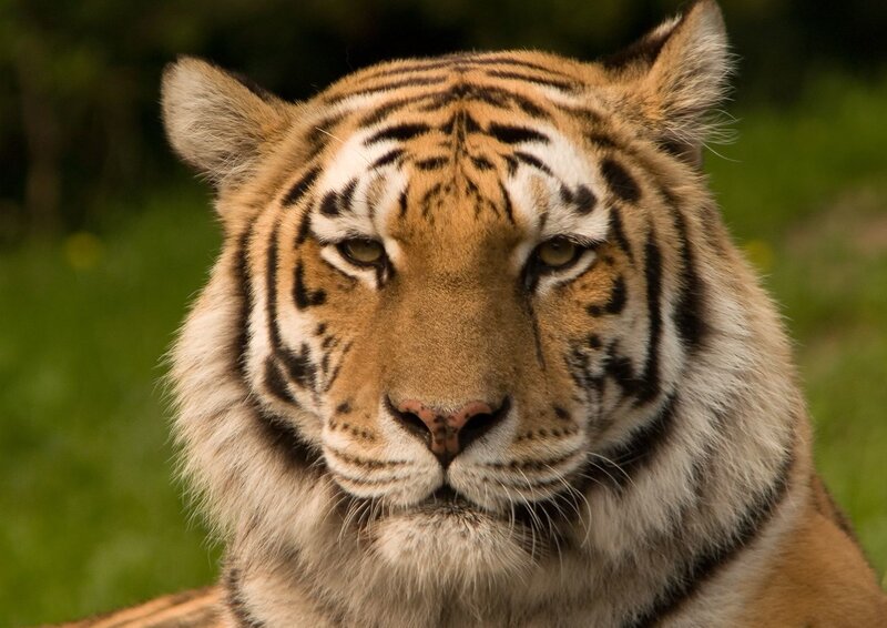 Tiger Face Close-up — Orange
