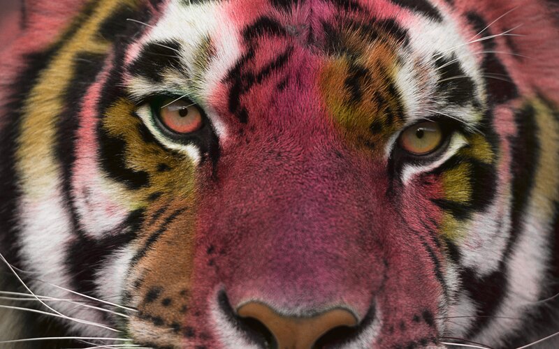 Tiger Face Close-up — Pink