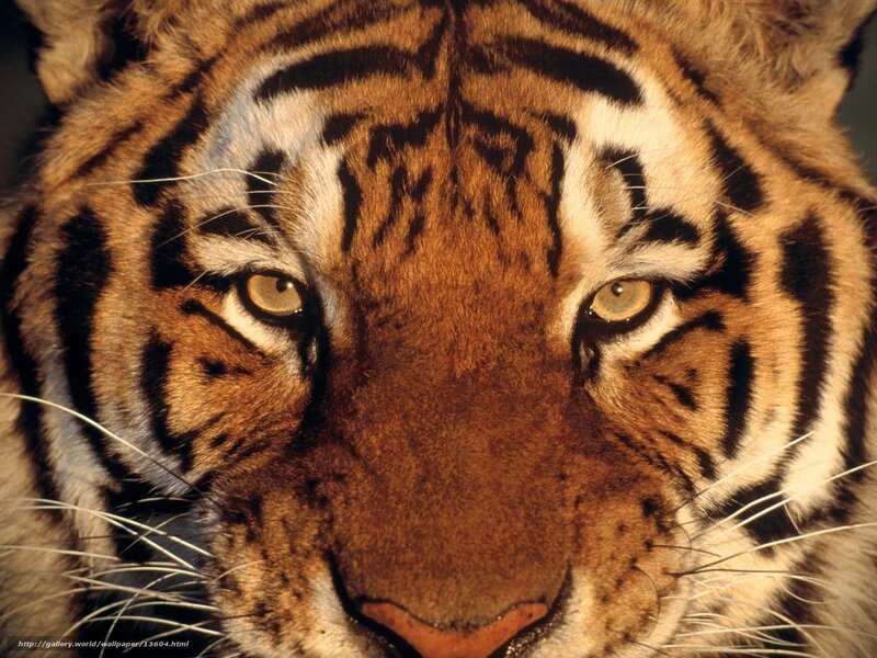 tiger face close-up