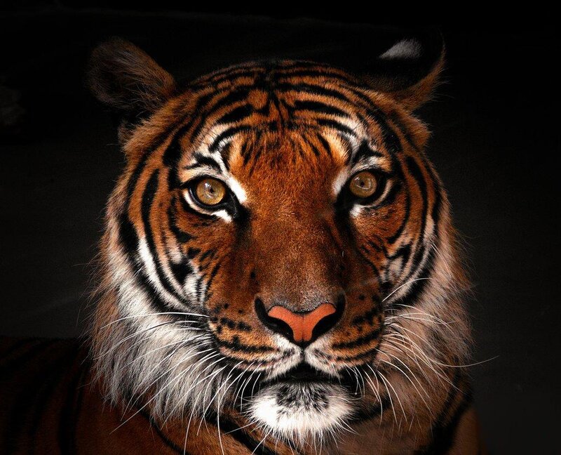 Tiger Face Close-up — Whiskers, Eyes