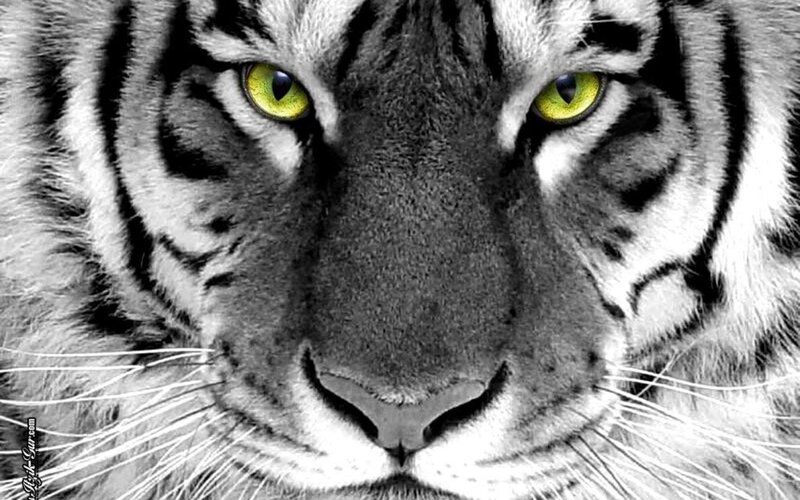 Tiger Face Close-up — Yellow