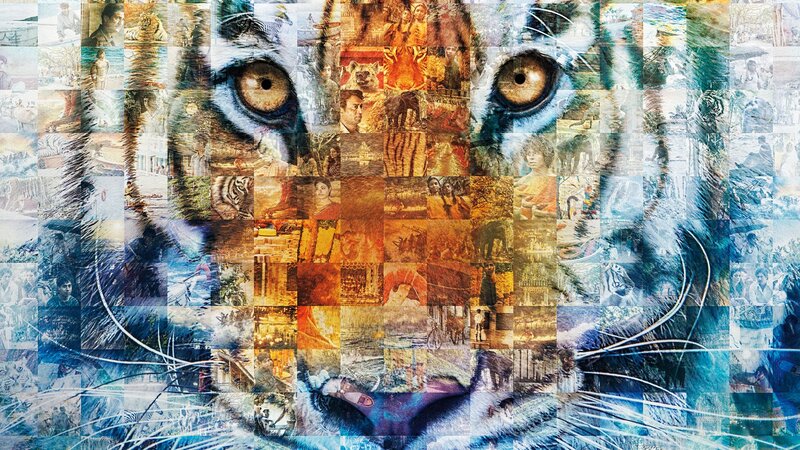 Tiger Face Collage