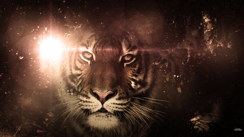 Tiger Face in Dark — Brown