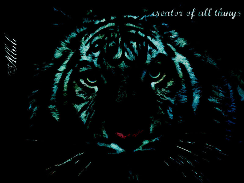 Tiger Face in Dark
