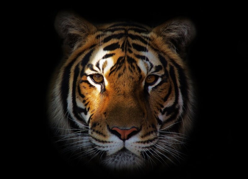 tiger face in darkness