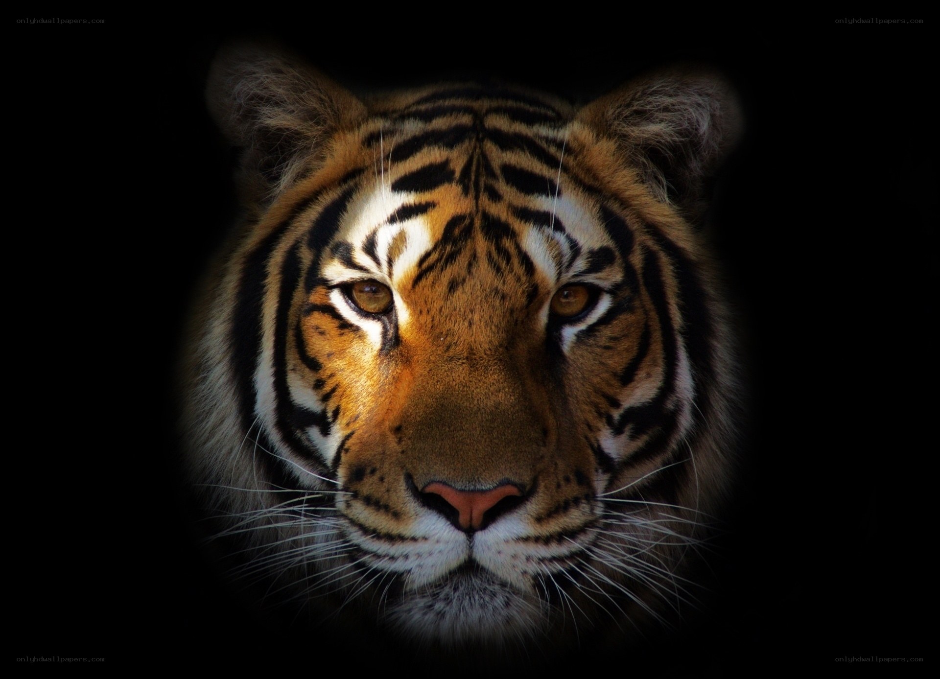 tiger face in darkness