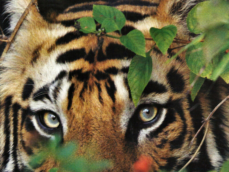 Tiger Face in Foliage