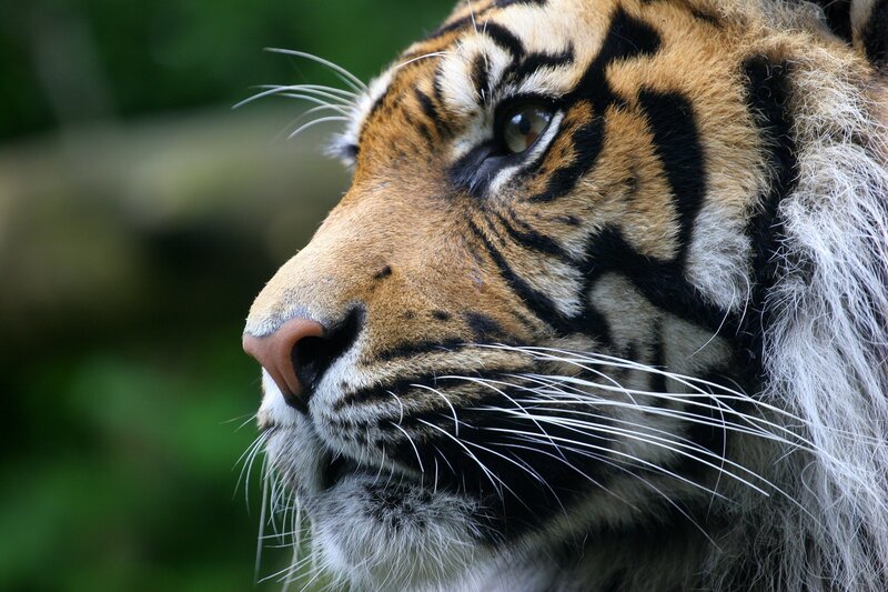 Tiger Face in Profile