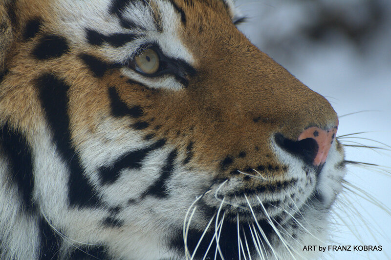 Tiger Face in Snow