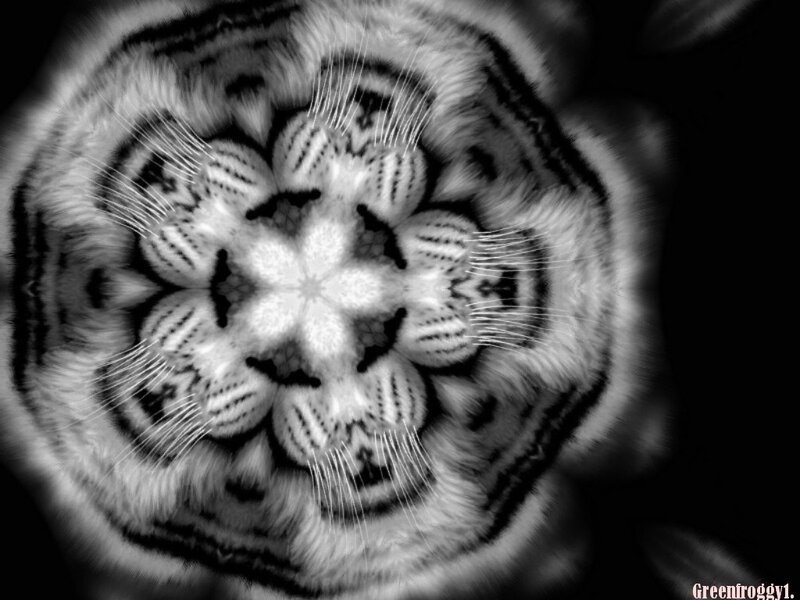 Tiger Face Mandala