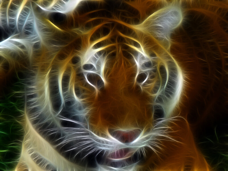 Tiger Face — Orange, Intense, Digital Art, Eyes