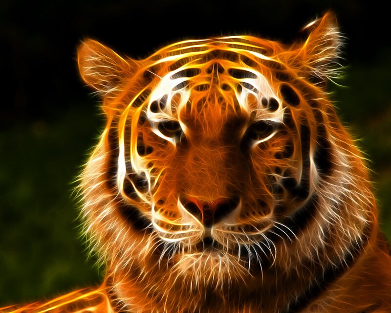 Tiger Face — Orange
