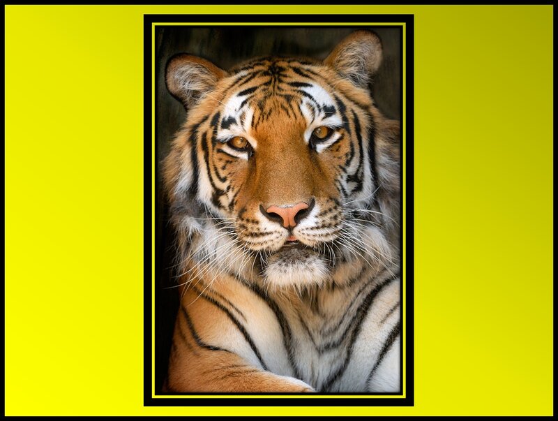 Tiger Face Portrait