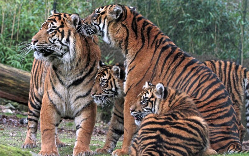 Tiger Family in Enclosure