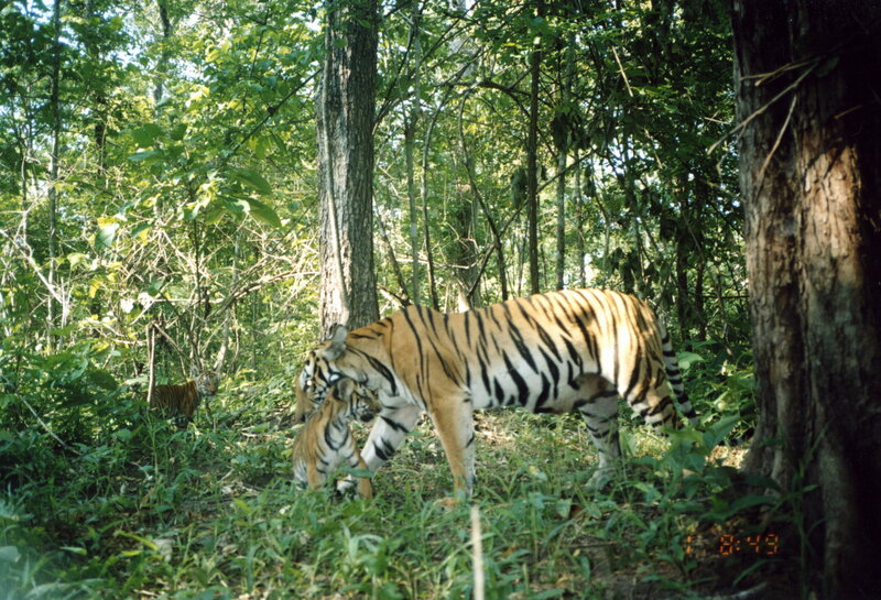 Tiger family in forest