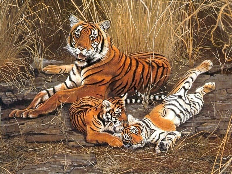 Tiger family in grassland