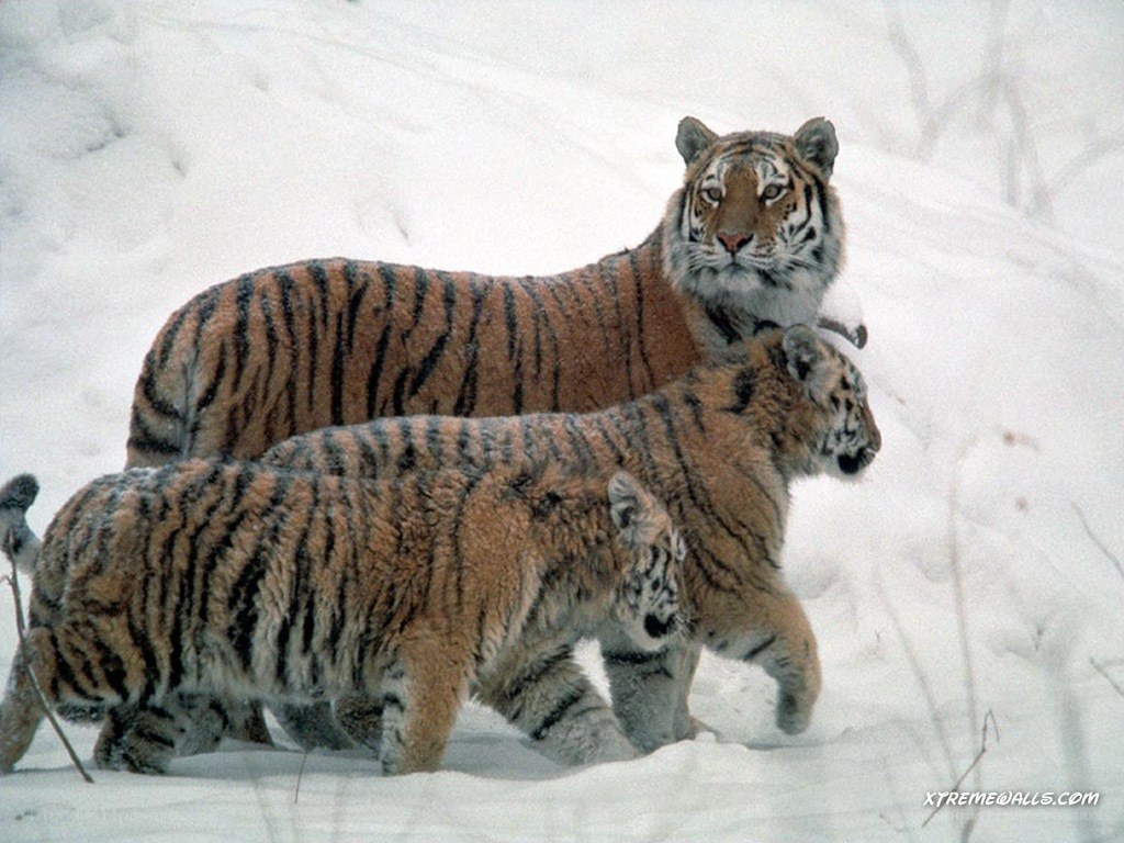 Tiger family in snow