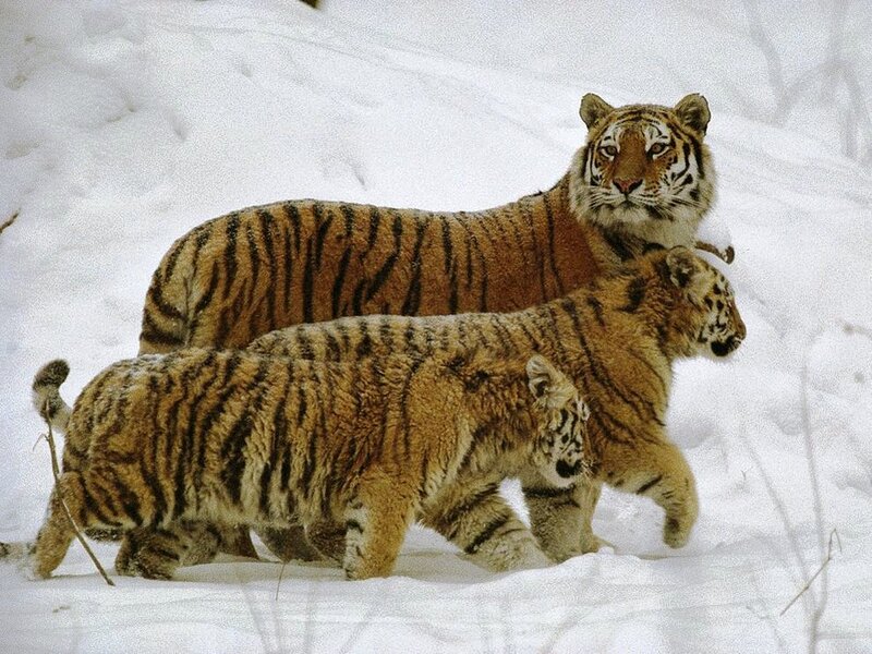Tiger family in snow