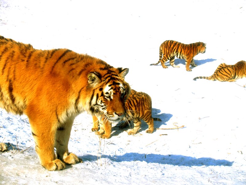 Tiger Family in Snow — Orange, Calm