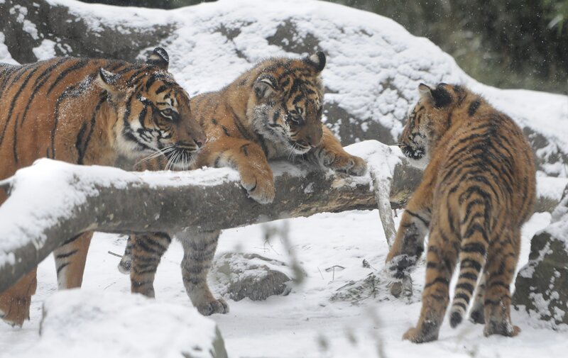 Tiger Family in Snow — Orange, Cold