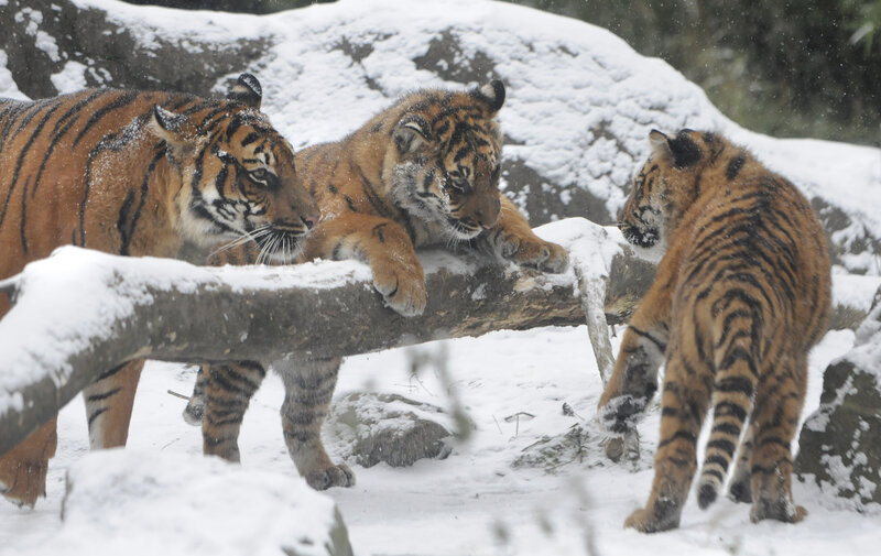 Tiger Family in Snow — Orange