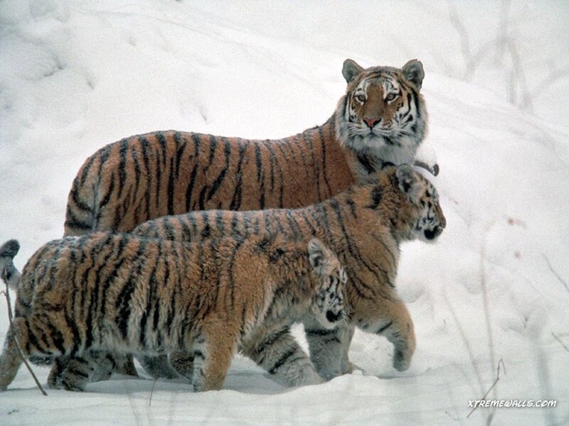 Tiger Family in Snow — White, Calm